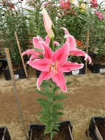 [5539 PO42 LUN 3350 No01.JPG]